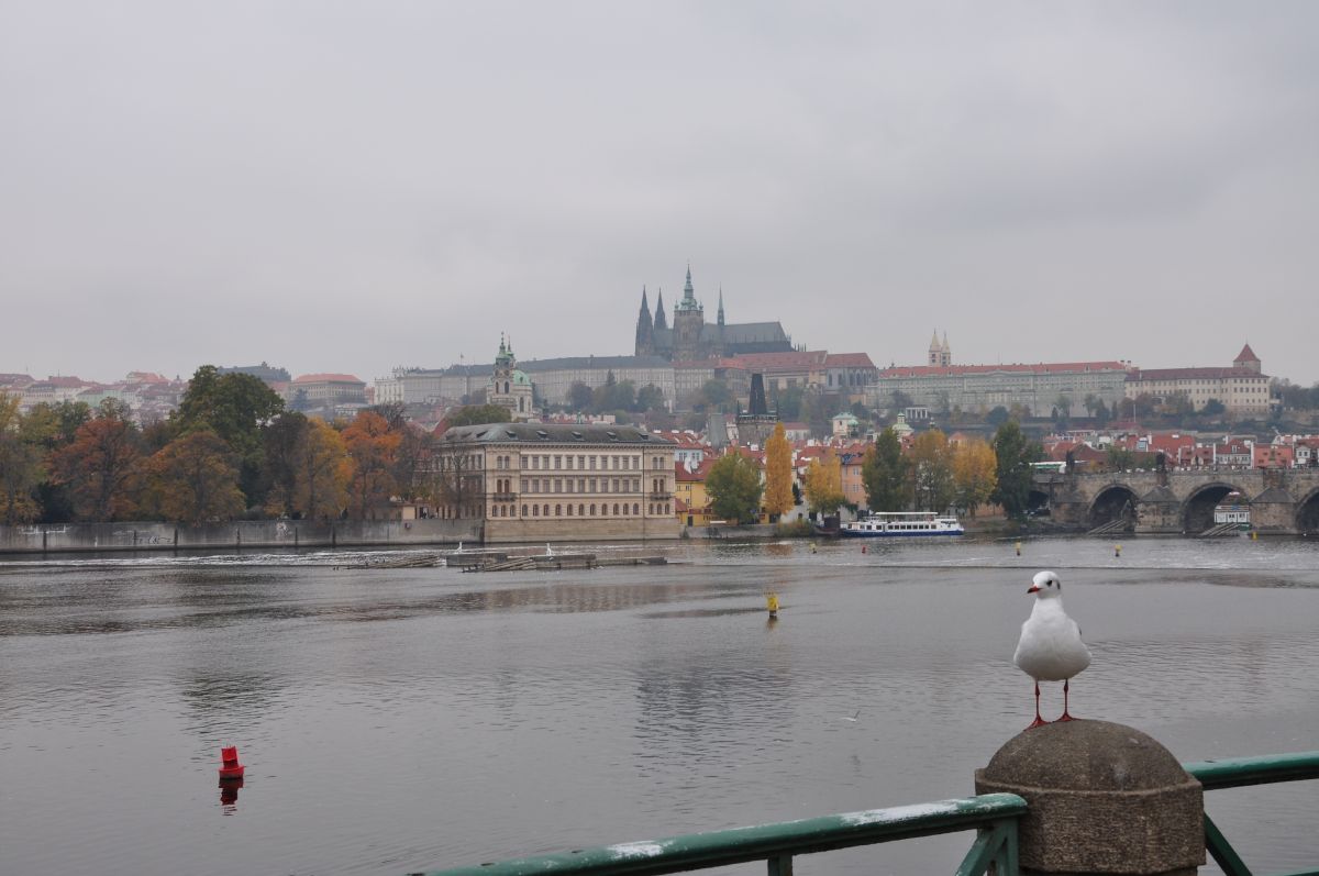 dsc_0100_20091031_2809.jpg
