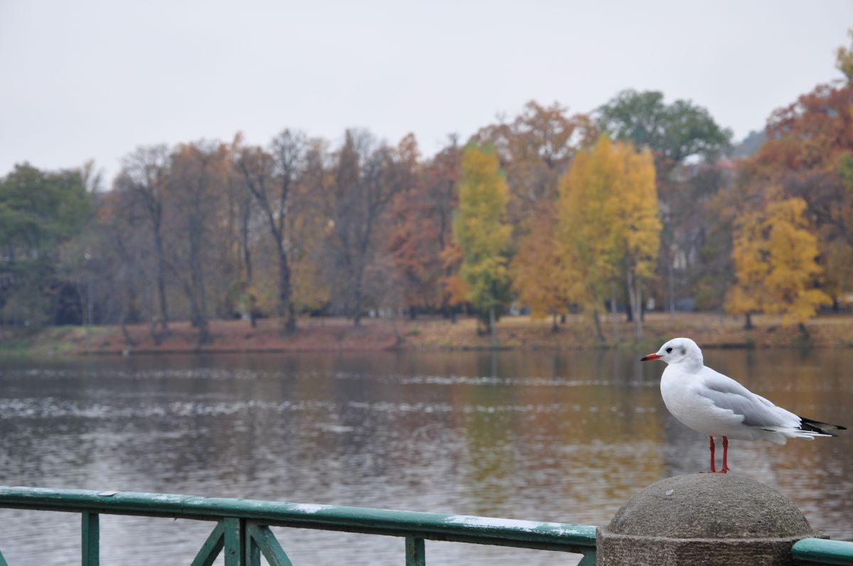 dsc_0104_20091031_2813.jpg