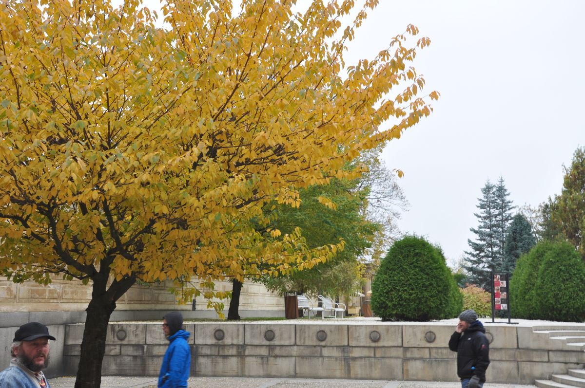 dsc_0202_20091031_2911.jpg